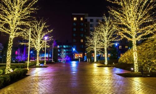 Trees wrapped with holiday lights